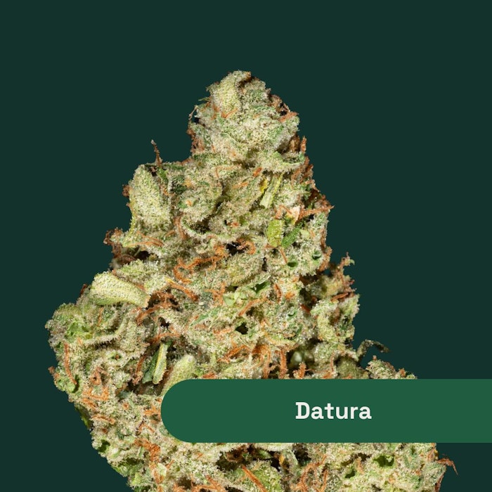 The Botanist | Datura | 14g Sativa