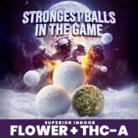 Kodiak - Snowballz