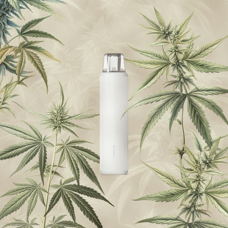 Juana Rest Sugar Crash (I) LR AIO 1g