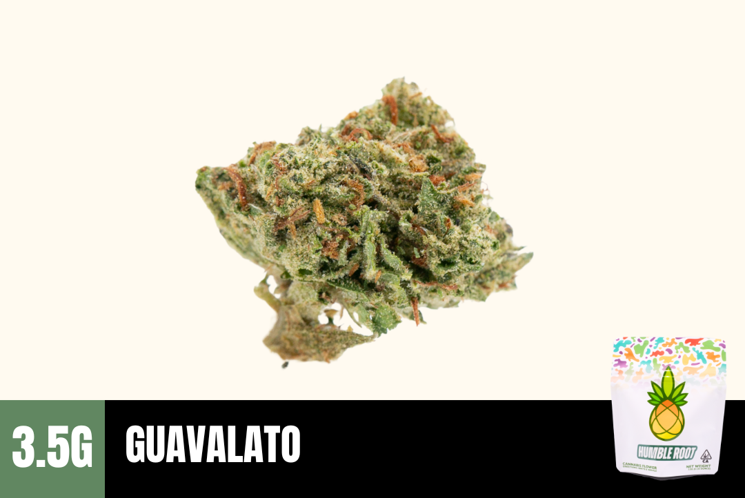 3.5g Guavalato (Greenhouse Smalls) - Humble Root