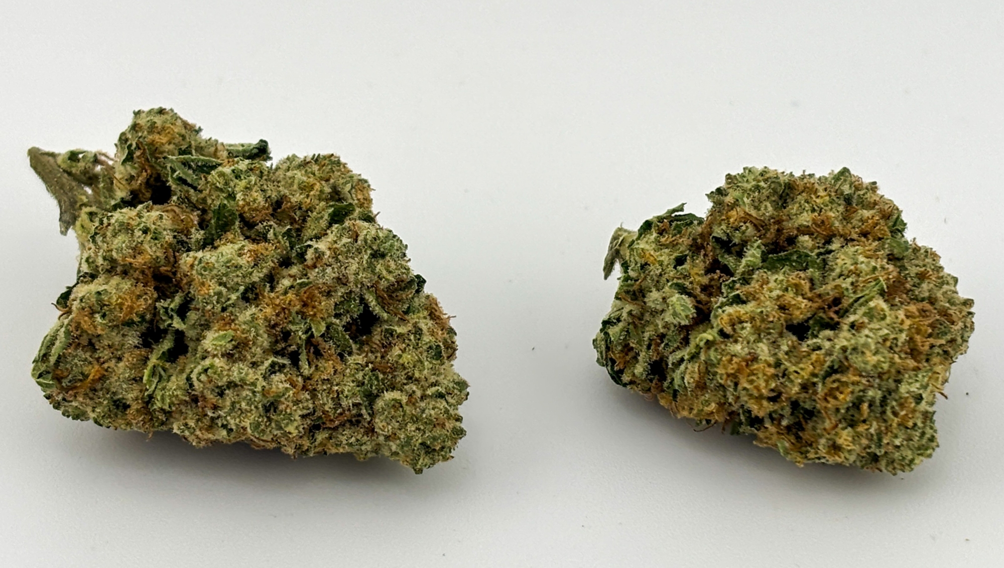 Williams Wonder | Purple Punch (0459)