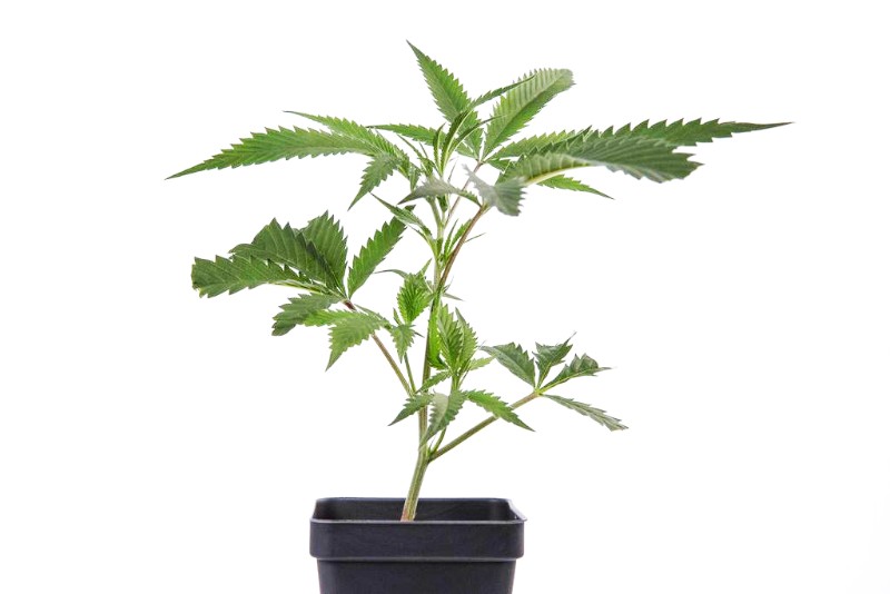 Product image for Strawberry Cheesecake