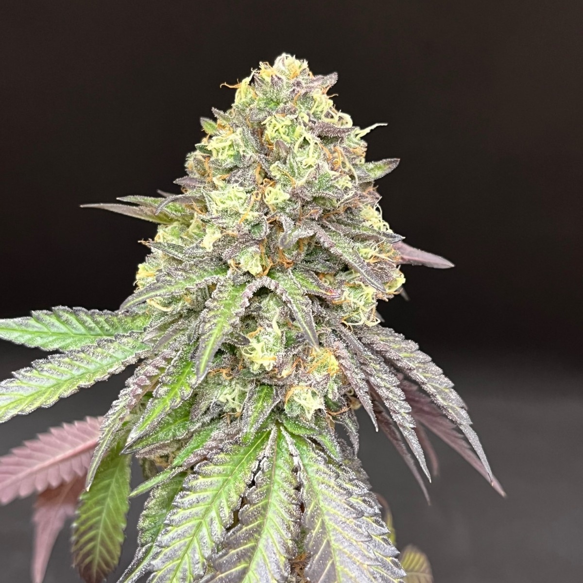 Gibby's Garden Dosi Punch 3.5g