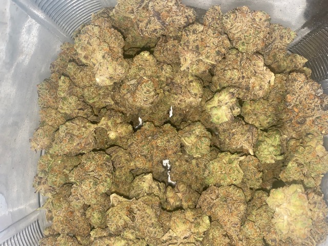 (Ashlock's Farm) OD GMO (I) 28g