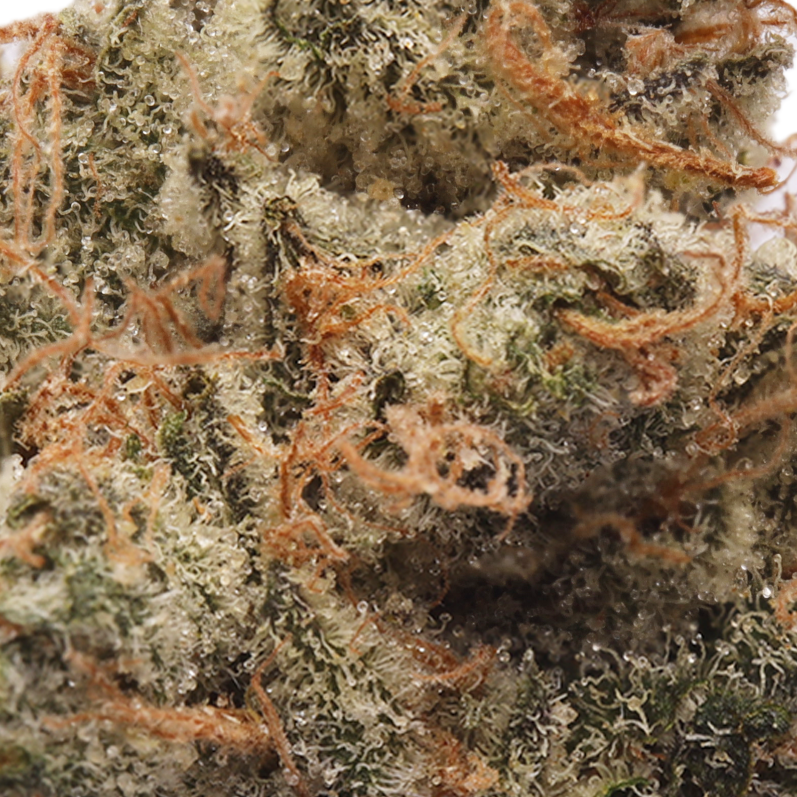 Oz Kush | Cannabis Flower | Hyperwolf