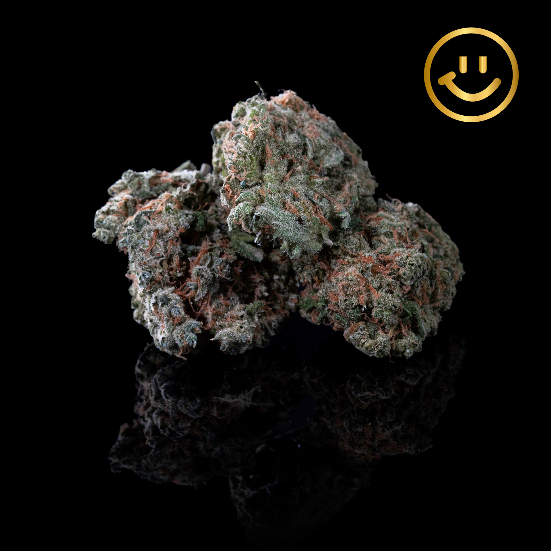 Ice Queen by Garden First