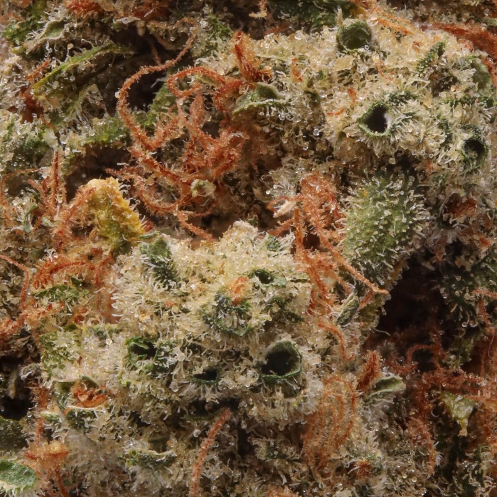 Alien Labs XJ-13 Flower Strain (sativa), 3.5g