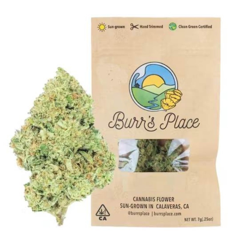 Burr's Place Orange Creampop (S) Flower 7g