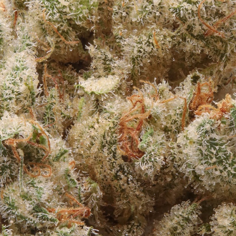 Cannabiotix Super Mango Haze Flower Strain (hybrid), 3.5g