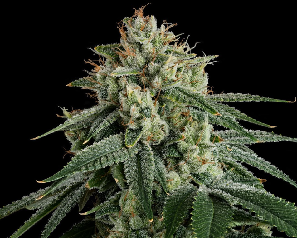 U4EA Permanent Marker 3.5g