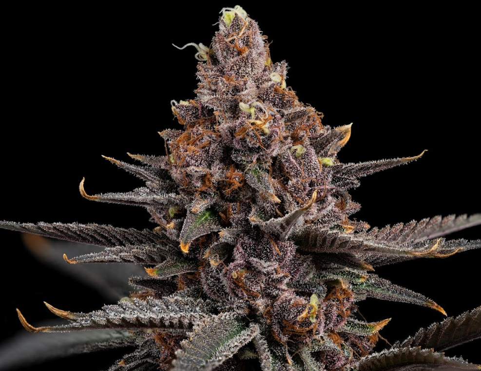 U4EA Cherry Whip 3.5g