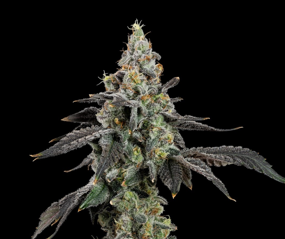 U4EA Space Runtz 3.5g