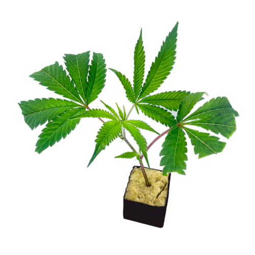 CLONE GUY - Lemon Cherry Gelato - Clone