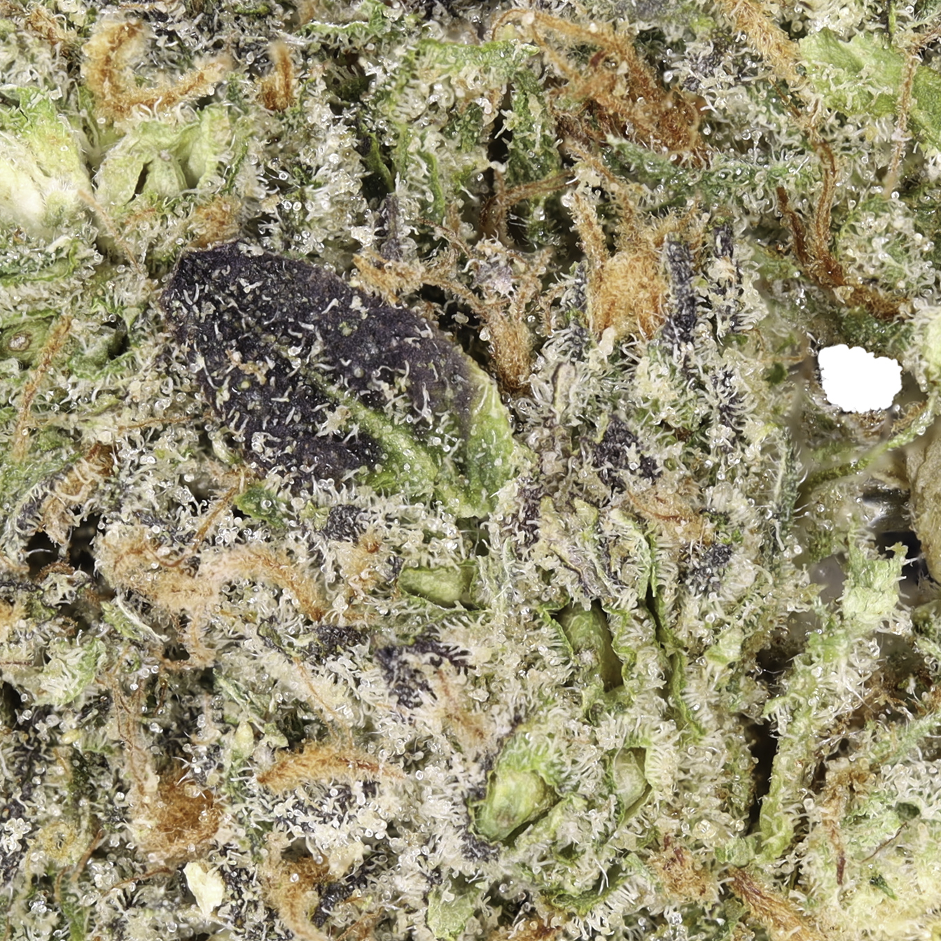 CBD×10 Connected Cannabis Co. 10Bandz Flower Strain (hybrid), 3.5g