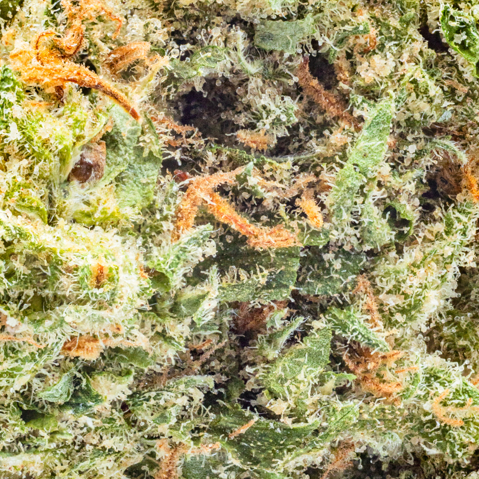 Jack | Cannabis Flower | Hyperwolf