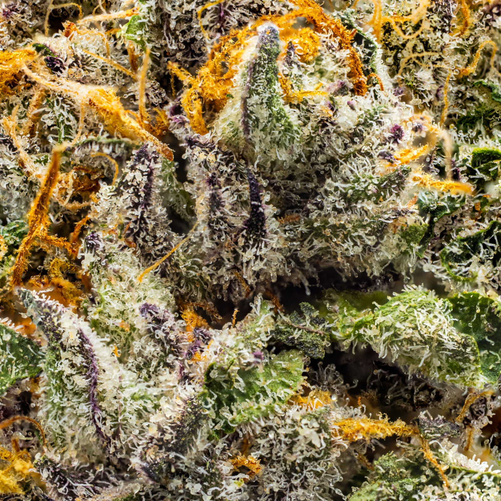 C Note Strain | Cannabis Flower | Hyperwolf