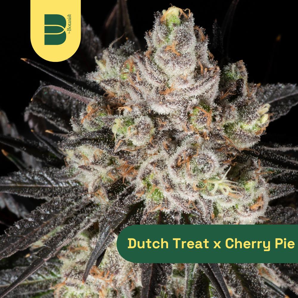 Cherry Dutch Treat | 3.5g
