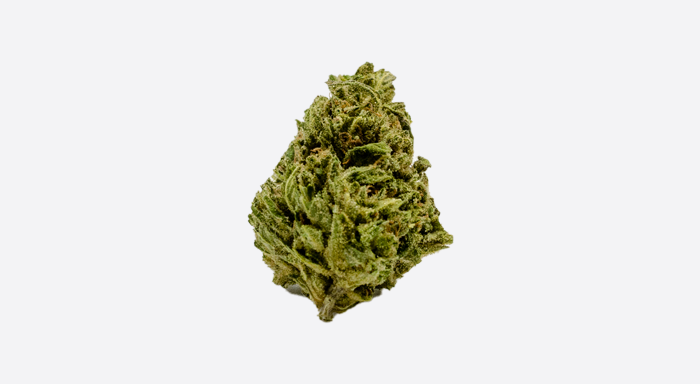 East Fork Cultivars Blueberry Balance