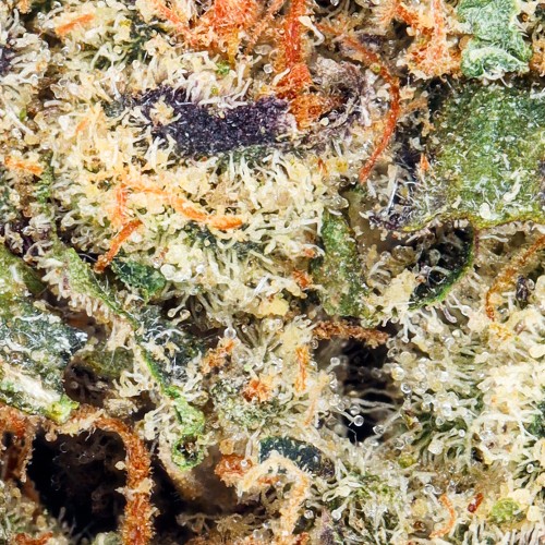Forbidden-Fruit-x-Watermelon-Z