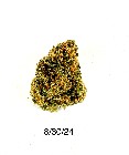 DPF - Green Crack