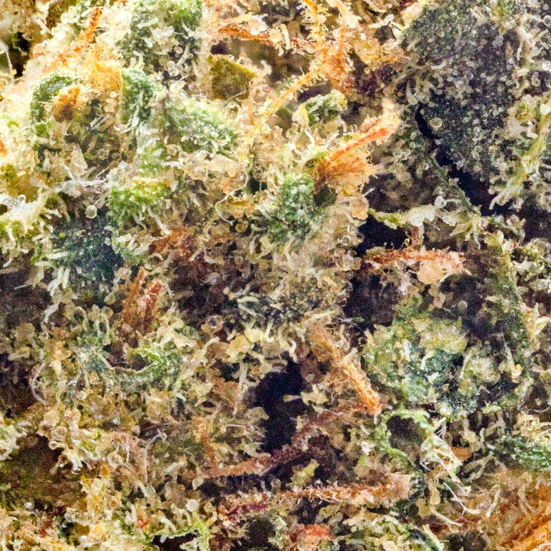 Gotti Beltz Half Ounce | Cannabis Flower | Hyperwolf