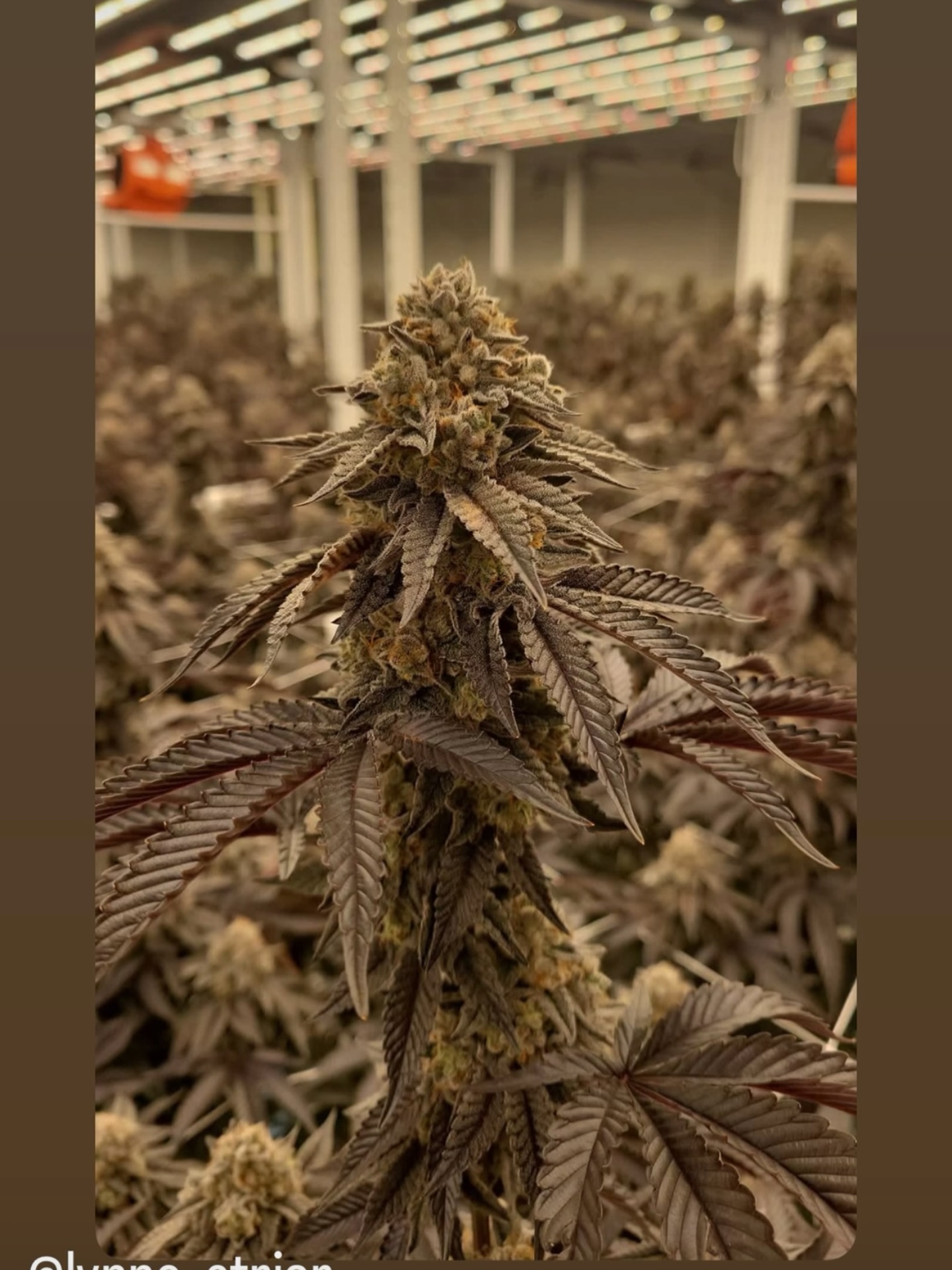 Green Apple Tangie | 3.5g