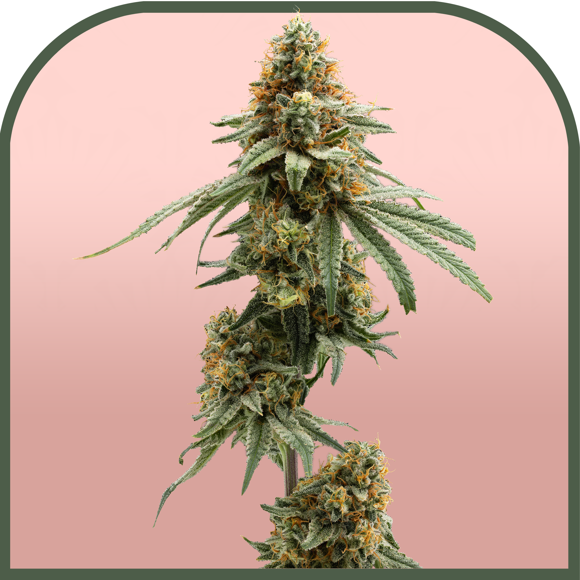 Hawaiian Fanta | Pre-packaged 3.5g