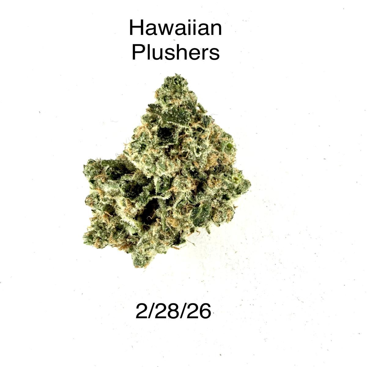 P37 - Hawaiian Plushers