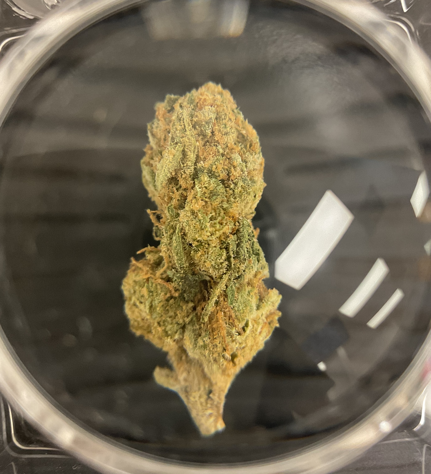 JACK HERER THCP INDICA HYBRID 1/8