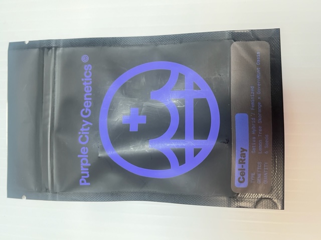 SALE Purple City Cel-Ray Feminized Seeds 6pk ND