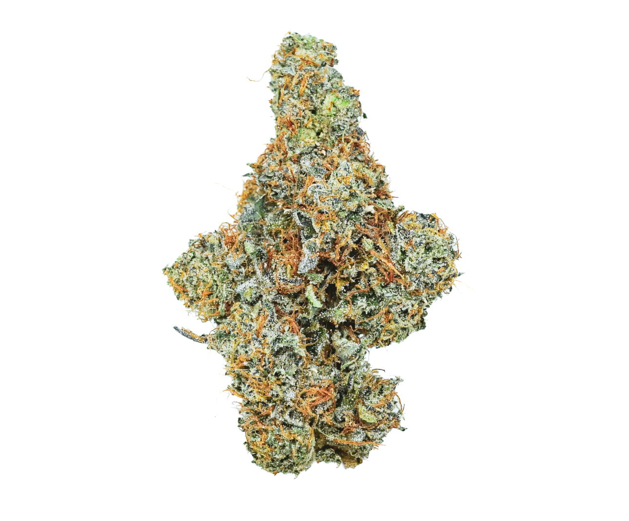 Pruf Cultivar Sunshine Lime