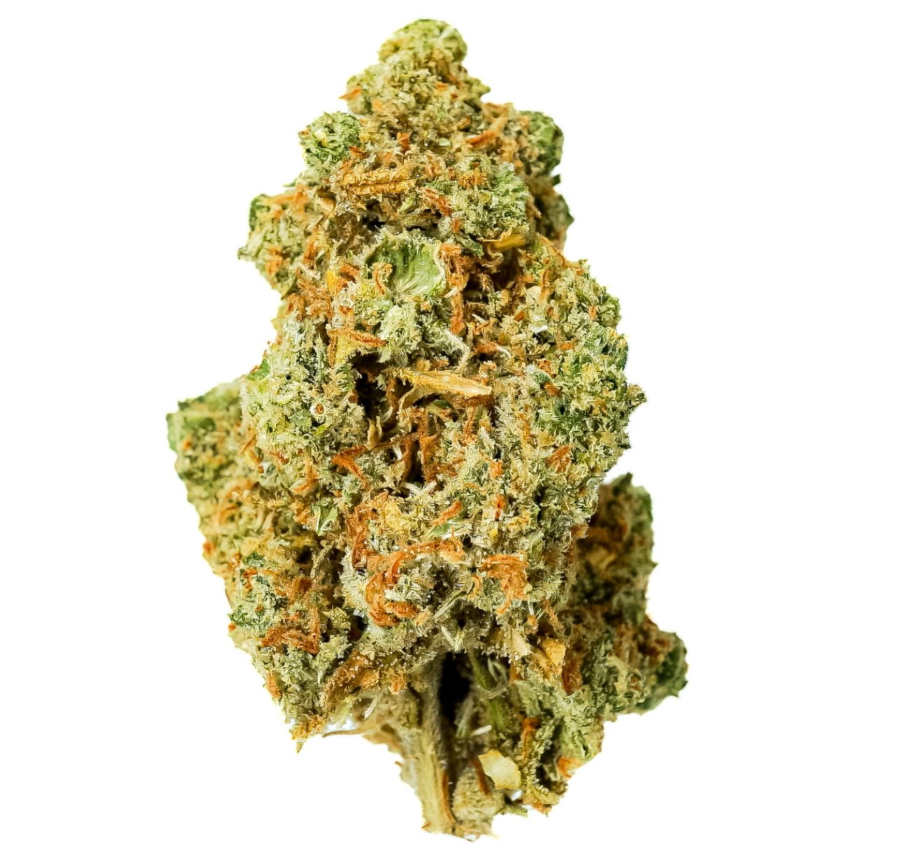 Hecate Gardens King Jack