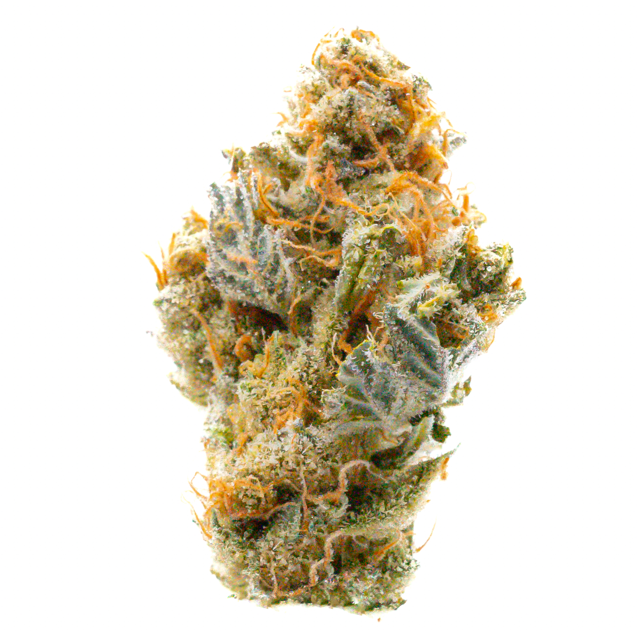 Pruf Cultivar Lemon Cherry Gelato