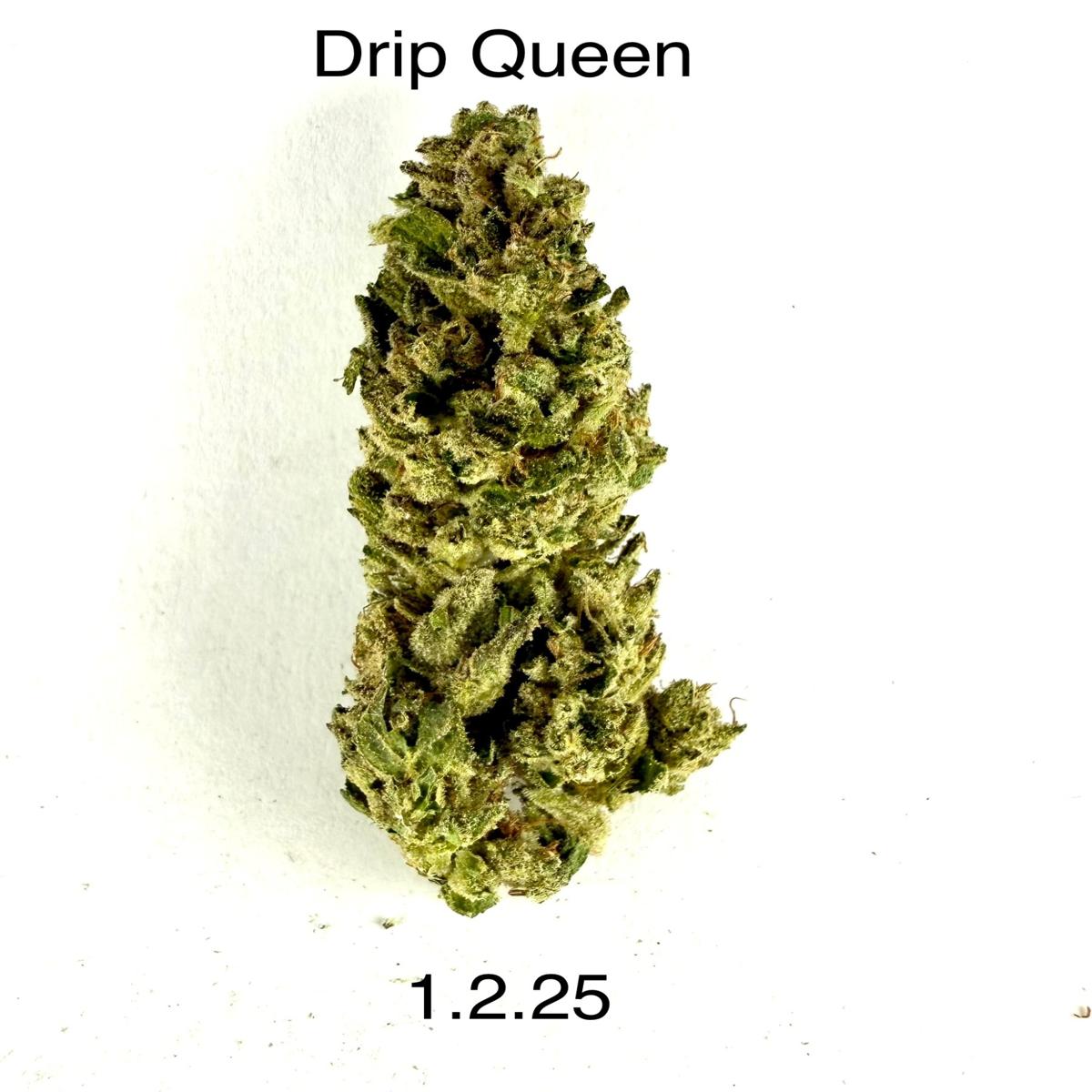 HDH - Drip Queen
