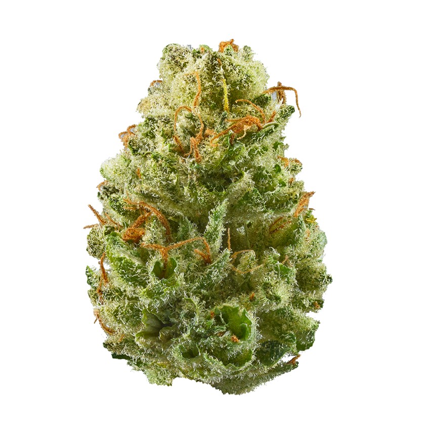 LOLLIPOP 3.5G