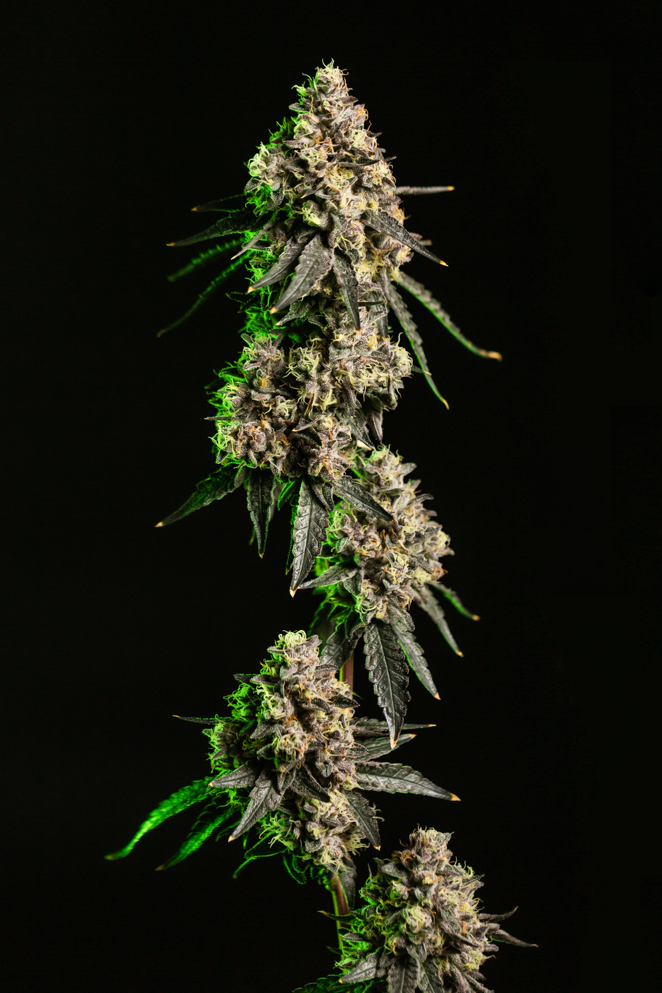 Lemon Cherry Sherbert | 3.5g