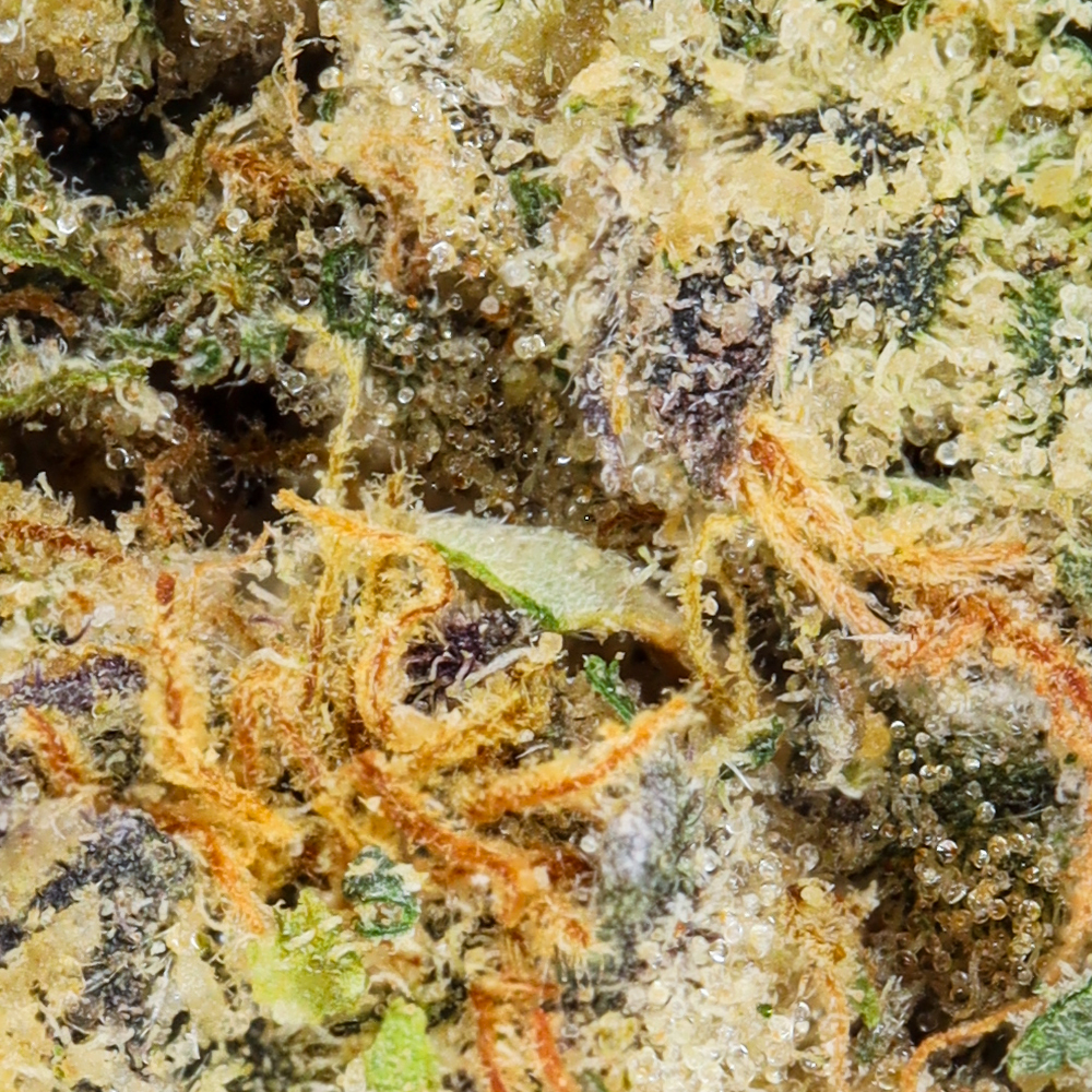 Hyperwolf Lowrydr x Hash Plant Quarter Ounce Flower Strain