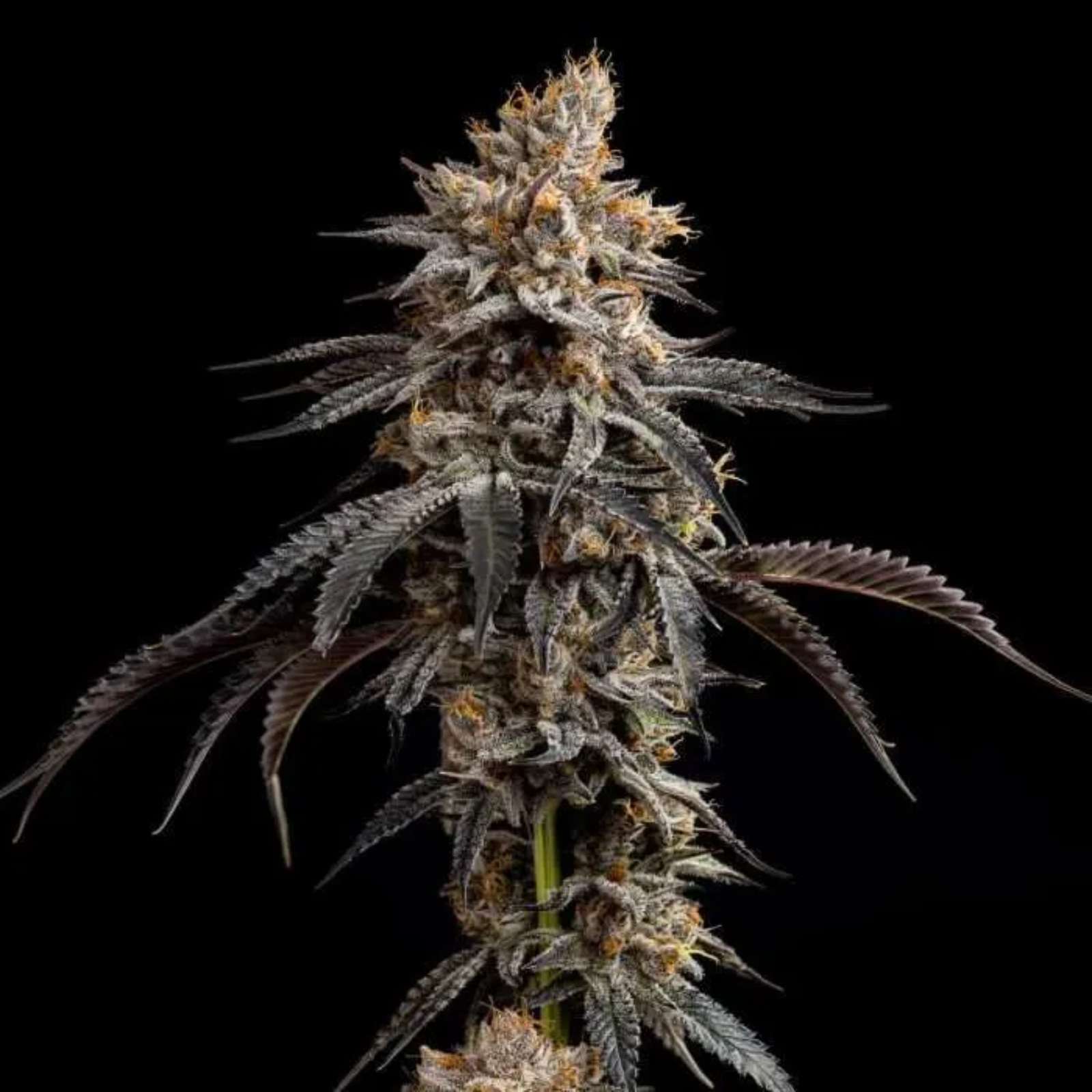 Tropicana Banana (3.5g Flower) | Good Chemistry