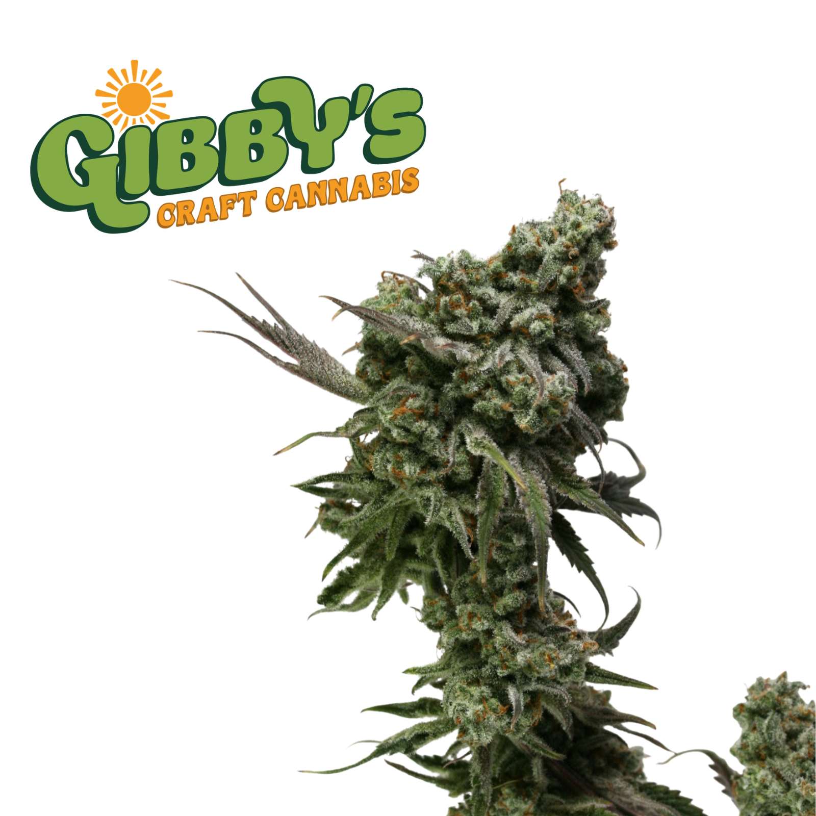 SAMPLE Trainwreck Arcata 1g | Gibby's Garden