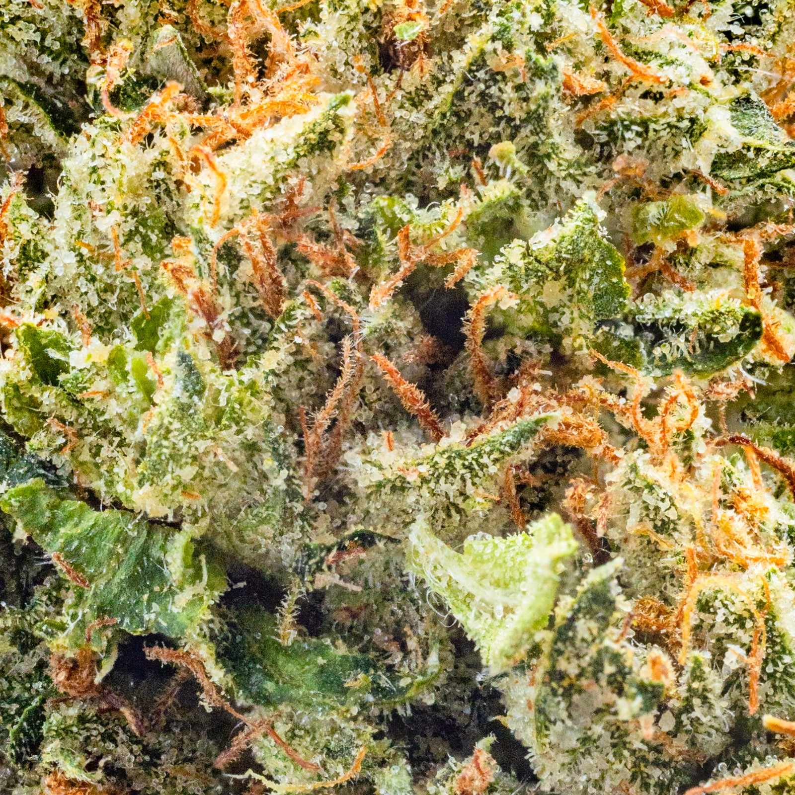 OG Kush