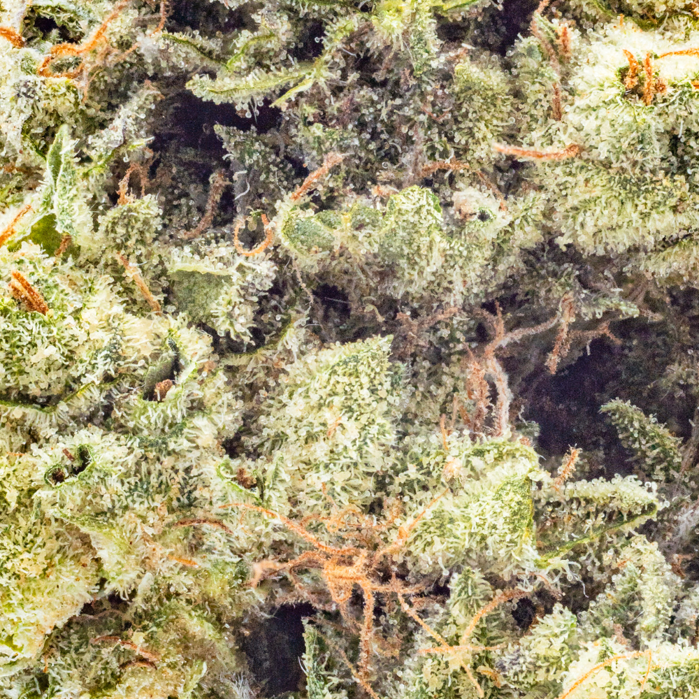 Blueberry ZKZ Strain | Cannabis Flower | Hyperwolf