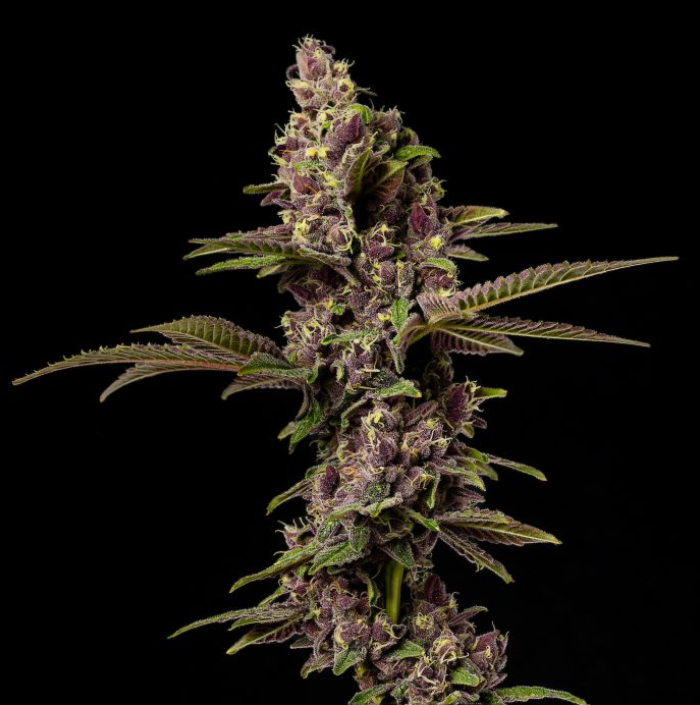 Good Chemistry Devil's Punch Bowl 3.5g