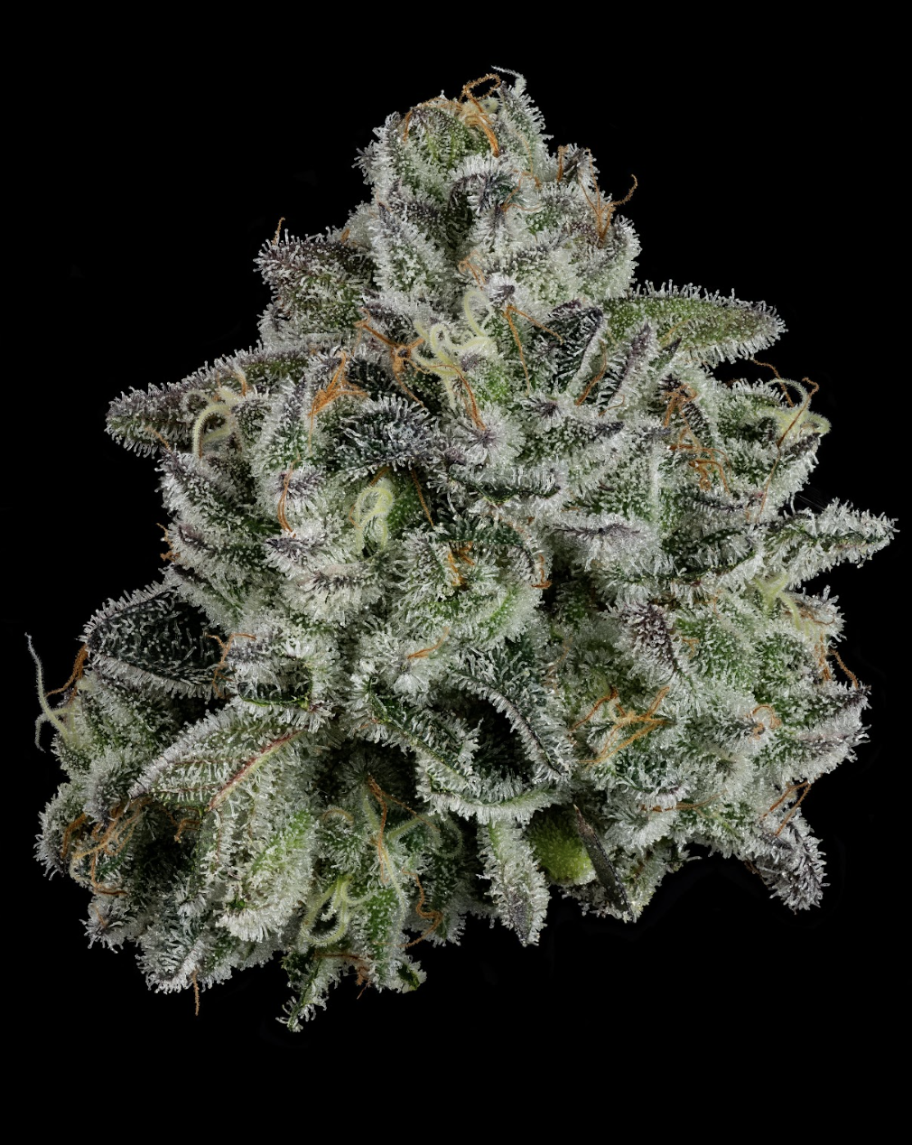 Whoopie Pie | Craft Flower 3.5g | TAXES INCLUDED