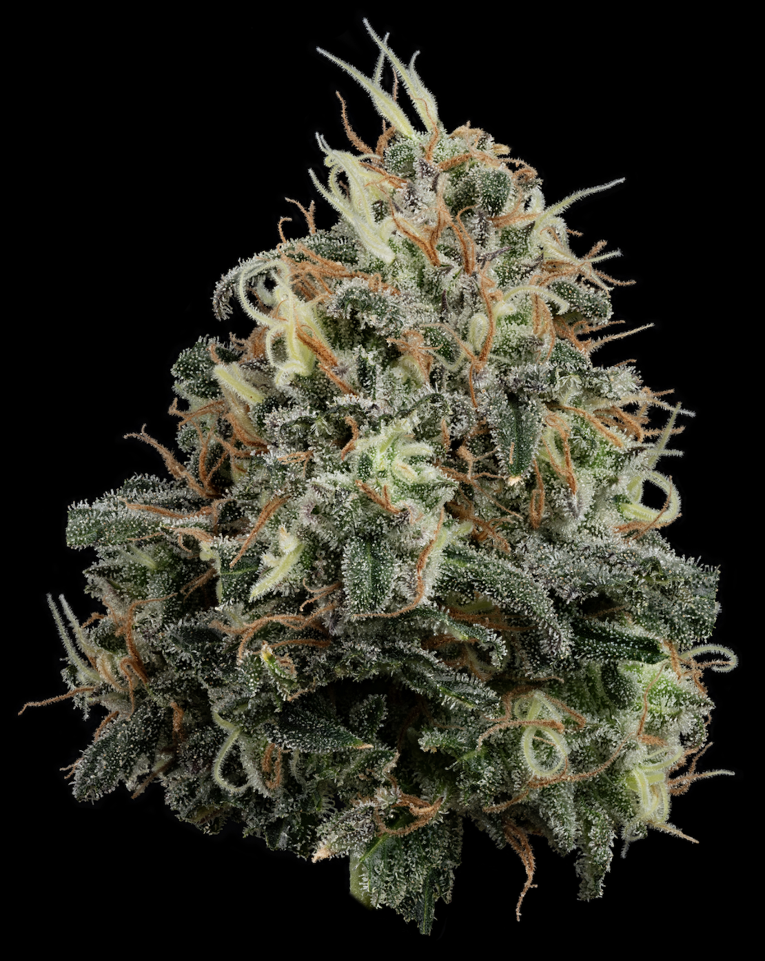 Papaya Splash