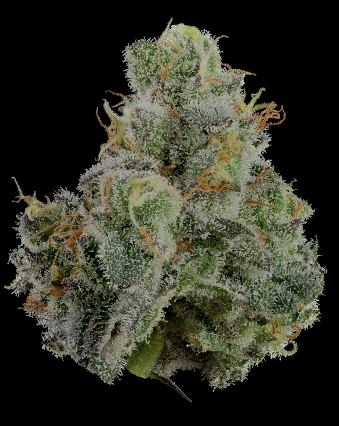 U4EA Space Runtz 3.5g