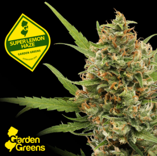 Flower | Mixed | Garden Greens | Super Lemon Haze | 7g