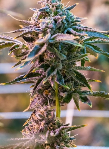 Flower | Littles | Cookies | Cinnamon Milk | 7g