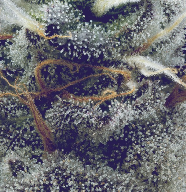 Flower | Full Tilt | Columbian D | 28g