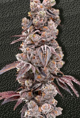 Flower | Garden Greens | Yemaya Y | 14g Mixed Nugs