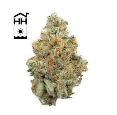 CASA Yellow Stupo 7g